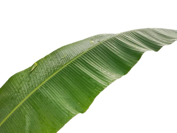 被白色背景隔离的香蕉叶 — 图库照片