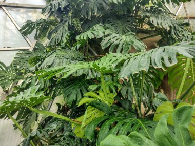 Botanik bahçesindeki İsviçre peyniri bitkileri. Monstera deliciosa bitkisi