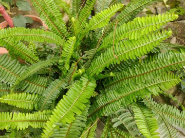 Botanik bahçesindeki nephrolepis cordifolia bitkisi