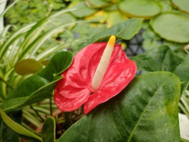 Botanik bahçesindeki flamingo çiçeği. Anthurium andraeanum