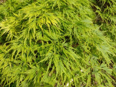 Green Acer palmatum yaprakları. Japon akçaağacı