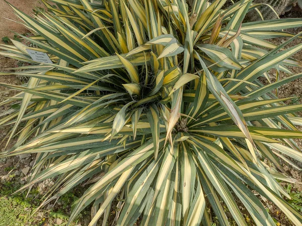 Yucca Filamentosa Rostlina Botanické Zahradě — Stock fotografie
