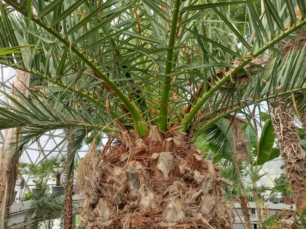 Phoenix Canariensis Palm Vid Botaniska Trädgården — Stockfoto