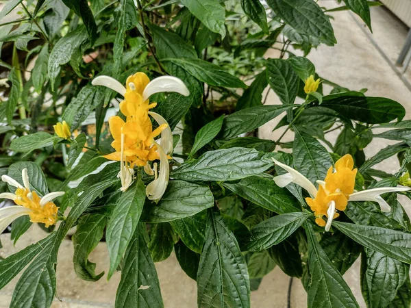 Pachystachys Lutea Rostlina Žlutými Květy — Stock fotografie
