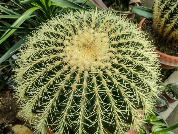 Cactus Botte Oro Echinocactus Grusonii — Foto Stock