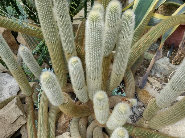 Группа Echinopsis Thelegonoides Cactus Кактус Аргентины — стоковое фото