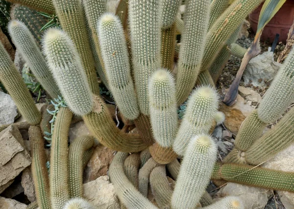 Skupina Echinopsis Thelegonoides Kaktus Kaktus Argentiny — Stock fotografie