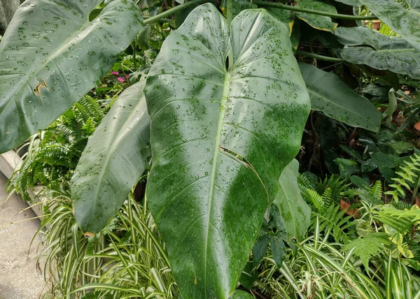 Филодендрон Растение Ботаническом Саду — стоковое фото