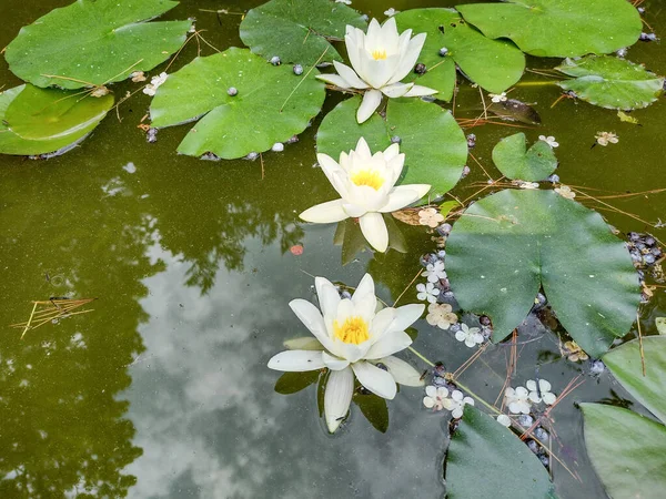Bunga Lili Air Putih Danau — Stok Foto