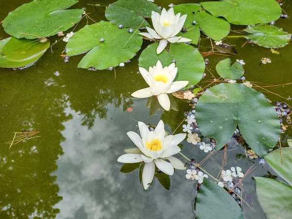 湖の上の白い睡蓮 — ストック写真