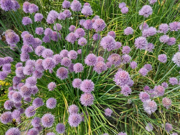 Λουλουδάκια Φυτό Allium Schoenoprasum — Φωτογραφία Αρχείου