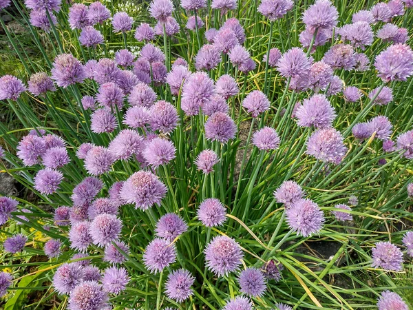 Gräslök Blommor Allium Schoenoprasum Växt — Stockfoto