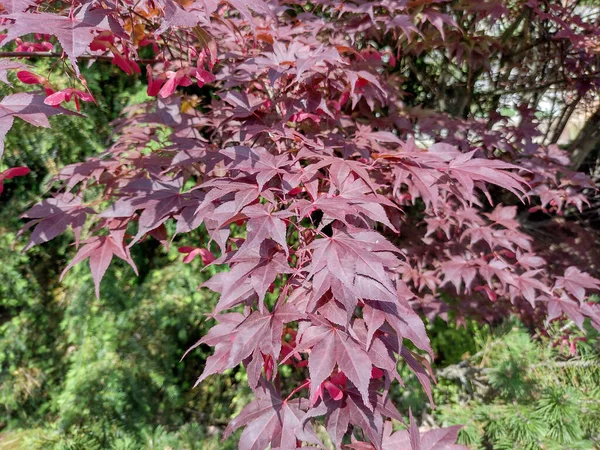 Kırmızı Japon akçaağacı. Acer palmatum