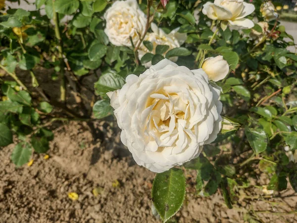 Biała Róża Rumunii Róża Makro — Zdjęcie stockowe