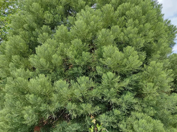 Detalj Ett Sequoiaträd Sekvoiadendron Giganteum — Stockfoto
