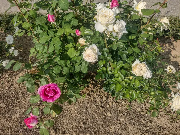 Białe Różowe Róże Rumunii — Zdjęcie stockowe