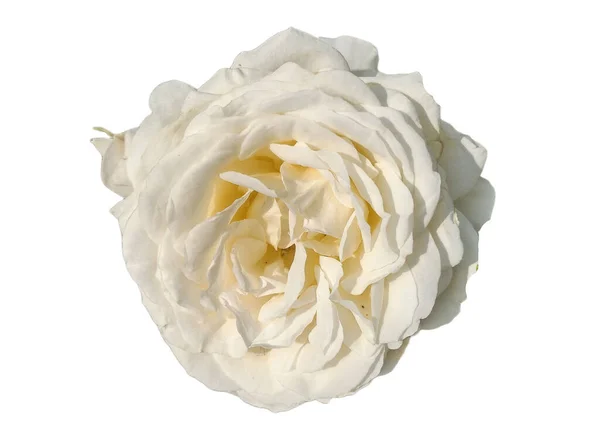 Weiße Rose Isoliert Auf Weißem Hintergrund — Stockfoto