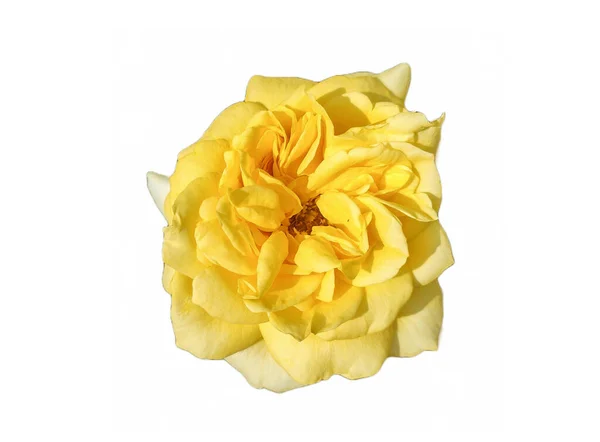 Żółta Róża Izolowana Białym Tle — Zdjęcie stockowe