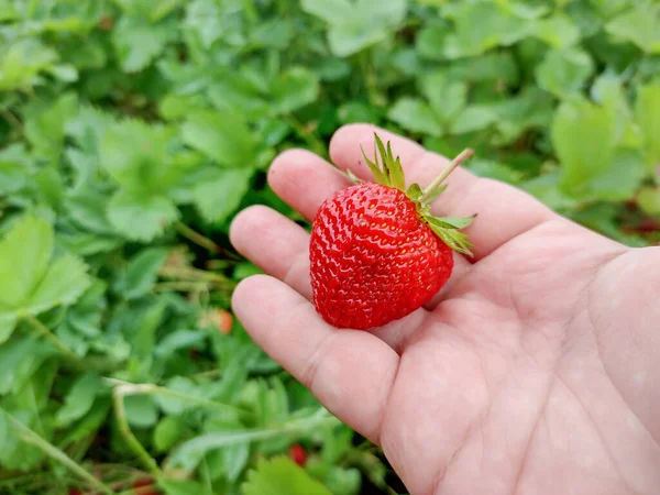 一个人手里拿着一个成熟的草莓 — 图库照片