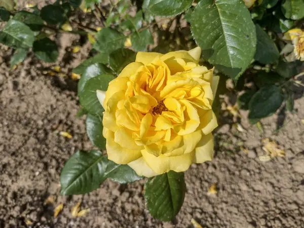 Żółta Róża Rumunii Róża Makro — Zdjęcie stockowe