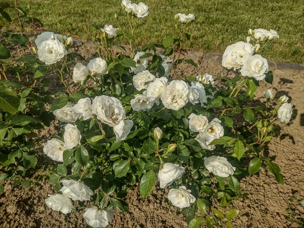 Grupa Białych Róż Rumunii — Zdjęcie stockowe