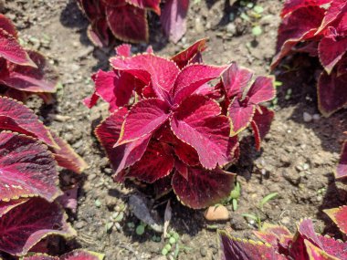 Romanya 'da yaygın koleus bitkisi. Solenostemon scutellarioides