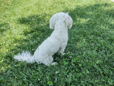 Bichon köpeği arkadan görüldü. Hayvanlar