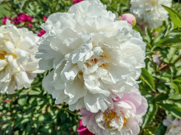 Biały Kwiat Piwonii Rumunii Widok Makro — Zdjęcie stockowe