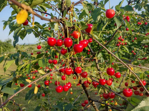 Ripe Cherries Tree Maramures Megye Romania — Stock Fotó