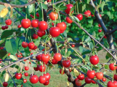 Romanya 'nın Maramures ilçesindeki ağaçta olgun kirazlar