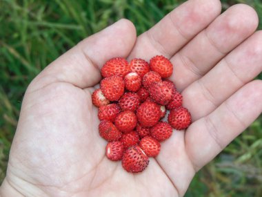 Bir elde yabani çilek. Fragaria vesca