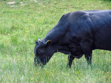 Siyah bir angus boğası otlar.