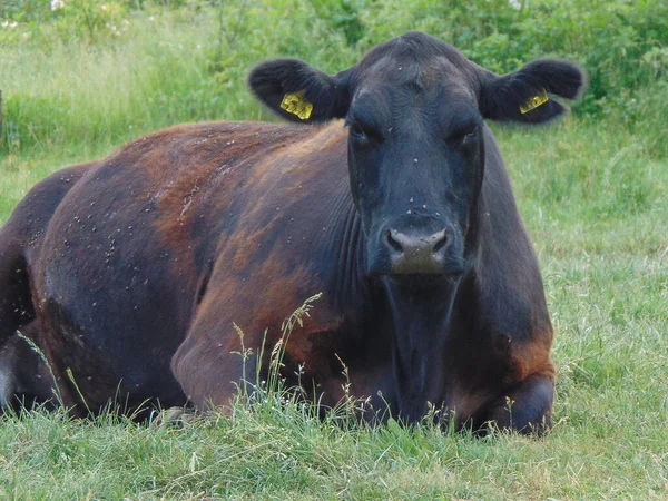 Земле Сидит Чёрная Корова Ангуса — стоковое фото
