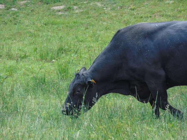 Ein Schwarzer Angusbulle Weidet Gras — Stockfoto