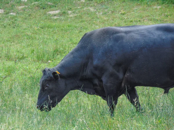 Toro Angus Negro Roza Hierba — Foto de Stock