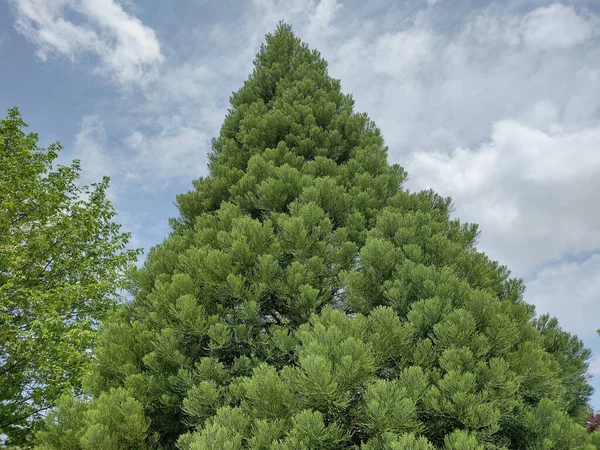 Sequoia Δέντρο Στη Ρουμανία Sequoiadendron Giganteum — Φωτογραφία Αρχείου