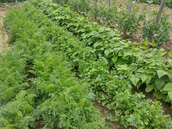 Ogród Marchewką Pietruszką Groszkiem Pomidorami Ziemi Maramures Rumunia — Zdjęcie stockowe