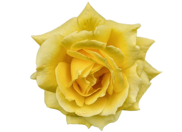 Gelbe Rose Isoliert Auf Weißem Hintergrund — Stockfoto