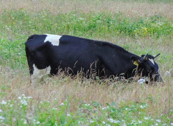 Vache Noire Avec Des Taches Blanches Dans Herbe — Photo