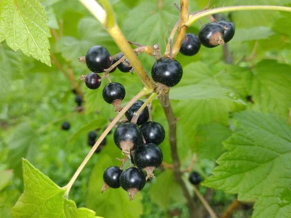 Zwarte Bessen Ribes Nigrum Roemenië — Stockfoto