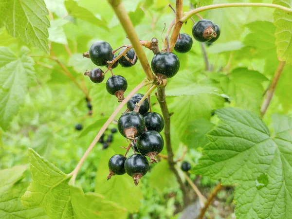 Blackcurrants Ribes Nigrum Румунії — стокове фото