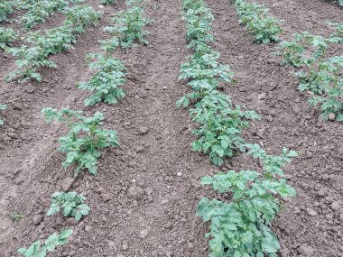 Haziranda toprağa patates ekeceğiz. Romanya 'nın Maramures kentinde