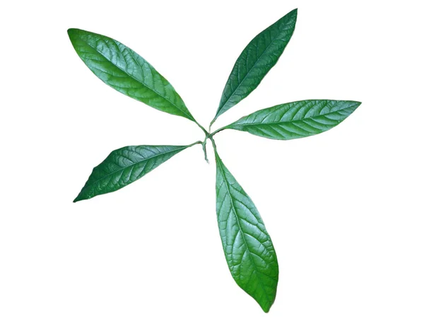 Αβοκάντο Φυτό Πολλά Φύλλα Απομονώνονται Λευκό — Φωτογραφία Αρχείου