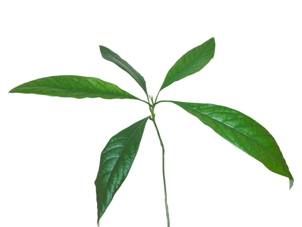 Avocado Plant Met Meerdere Bladeren Geïsoleerd Wit — Stockfoto