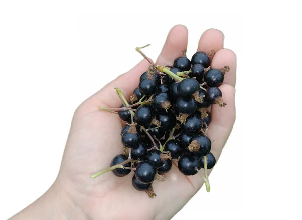 Czarna Porzeczka Ribes Nigrum Dłoni — Zdjęcie stockowe