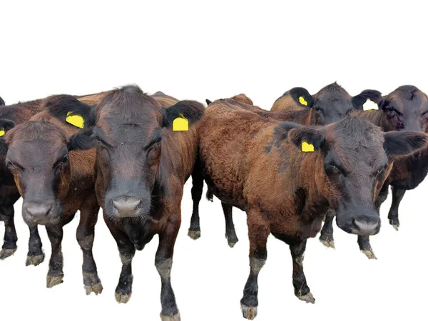 Grupo Jovens Vacas Negras Angus — Fotografia de Stock