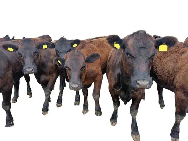 Group Young Black Angus Cows — Stock Photo, Image