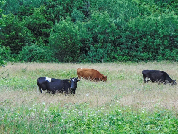 Τρεις Αγελάδες Στο Γρασίδι Καλοκαίρι Στο Maramures Ρουμανία — Φωτογραφία Αρχείου
