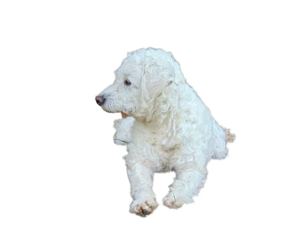 白地に隔離されたビオン フライズ犬 — ストック写真
