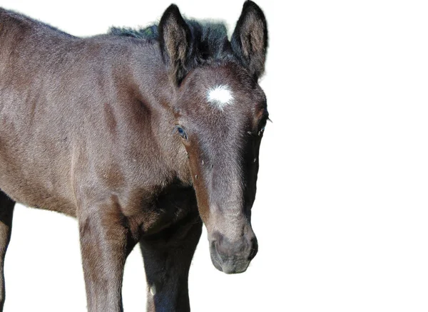 Foal Aislado Sobre Fondo Blanco —  Fotos de Stock